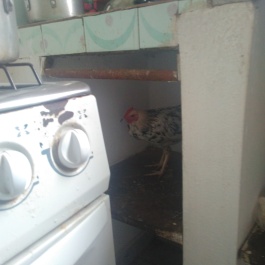 Quand tu découvres une poule dans ta cuisine...